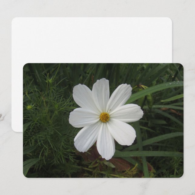 Tarjeta Festiva Cosmea (Anverso / Reverso)