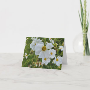 Tarjeta Festiva Cosmos Blancos Florecen en el Jardín
