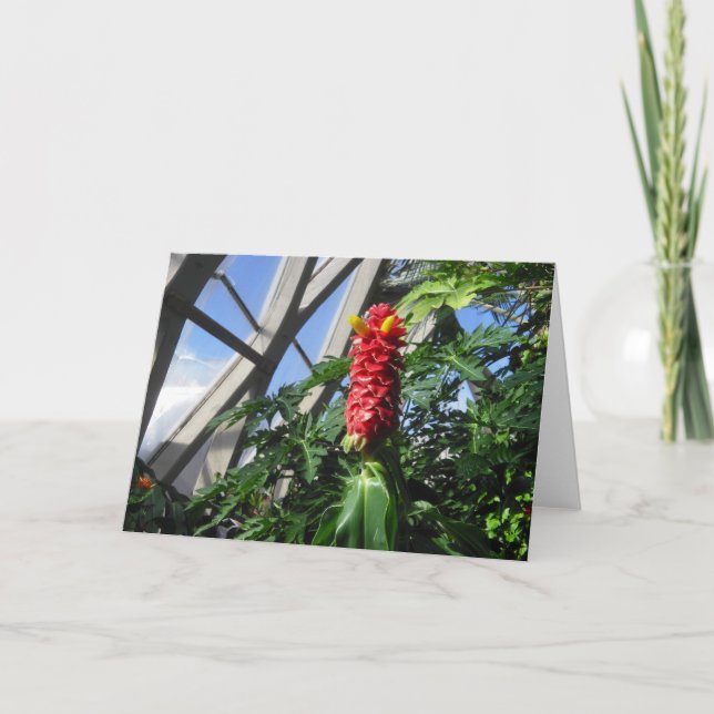 Tarjeta Festiva Costus Barbatus Ginger Card (Anverso)