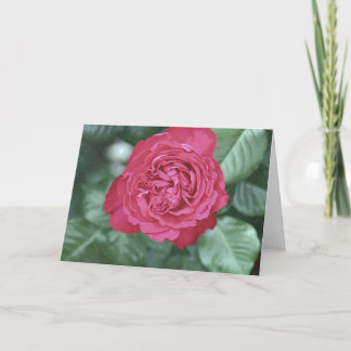 Tarjeta Festiva Curamos juntos mientras que amamos