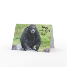 Curioso Chimpanzee Valentine, ¡¿quiere un mono?!