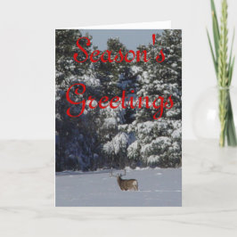 Tarjeta Festiva D17 Mule Deer Buck in the Snow