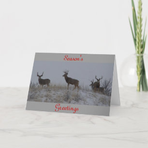 Tarjeta Festiva D21 Mule Deer Bucks