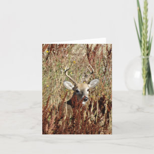 Tarjeta Festiva D31 White-tailed Deer in the Weeds