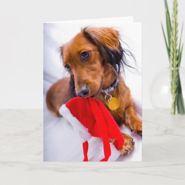 Tarjeta Festiva Dachshund de pelo largo rojo dulce (Anverso)