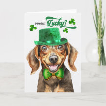 Dachshund Perro marrón se siente afortunado Día de