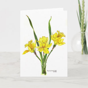 Tarjeta Festiva Daffodils en lápiz de colores