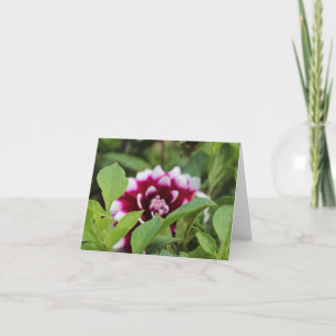 Tarjeta Festiva Dalia blanca y púrpura