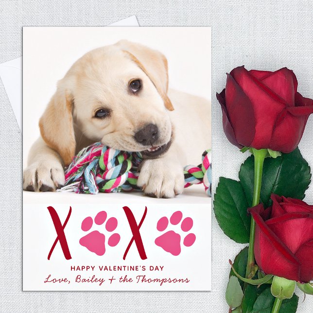 Tarjeta Festiva Día de San Valentín XOXO Mascota lindo Perro foto (Subido por el creador)