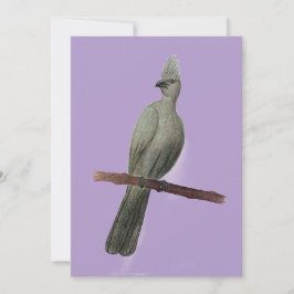 Tarjeta Festiva Dibujo de lápiz de ave de efecto gris