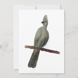 Tarjeta Festiva Dibujo de lápiz de ave de efecto gris