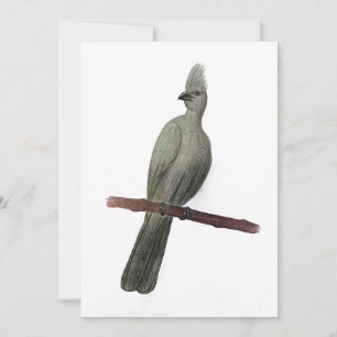 Tarjeta Festiva Dibujo de lápiz de ave de efecto gris