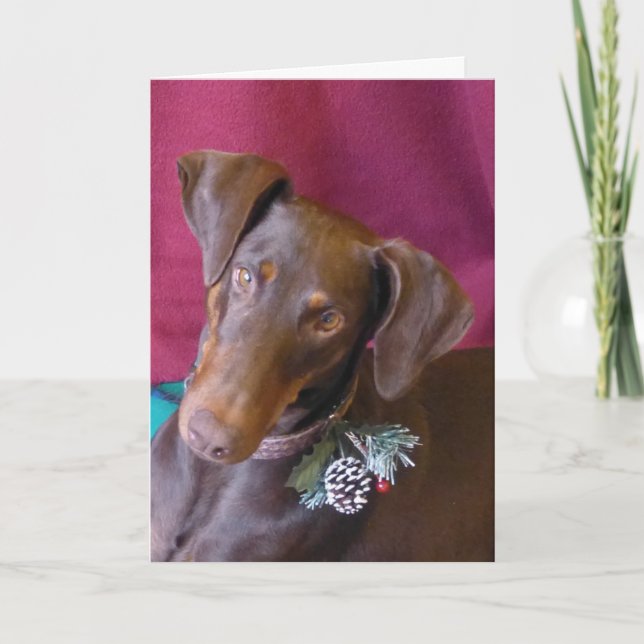 Tarjeta Festiva ¡Doberman (acebo) en su decoración del navidad! (Anverso)