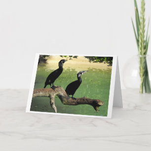 Tarjeta Festiva Dos cormoranes en un parque marino
