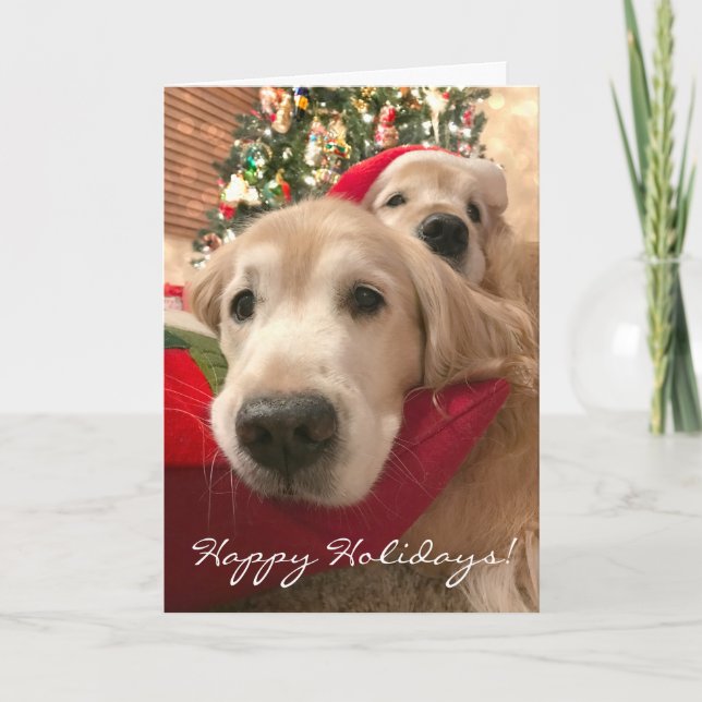 Tarjeta Festiva Dos Navidades del Golden Retriever de vacaciones (Anverso)