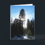 Tarjeta Festiva Douglas Fir<br><div class="desc">Tiempo de invierno,  un árbol de púas douglas con el sol detrás,  en el bosque nacional de Tahoe en California. Fotografía de Minerva Bloom.</div>