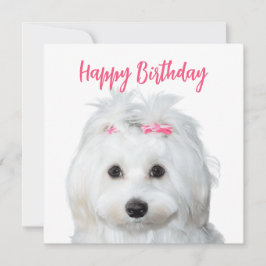 Tarjeta Festiva Dulce de la ternera maltesa blanca