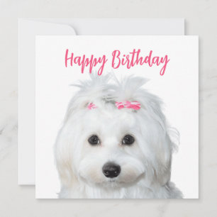Tarjeta Festiva Dulce de la ternera maltesa blanca