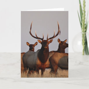 Tarjeta Festiva E66 Alce Toro y Vacas