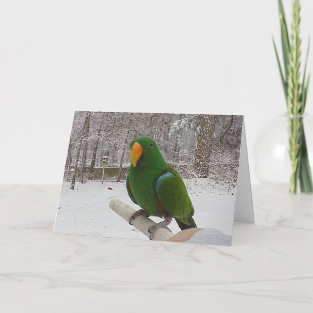 Tarjeta Festiva Eclectus Parrot (Anverso)