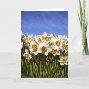 Tarjeta Festiva EE.UU., Oregón, Valle Willamette. Daffodis crece