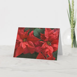 Tarjeta Festiva EE.UU., WA, Red Poinsettia Detail (Euphorbia)