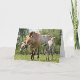 Tarjeta Festiva El caminar del caballo y del potro de Przewalski