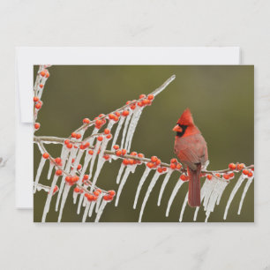 Tarjeta Festiva El cardenal encaramado en la rama de Icy Holly