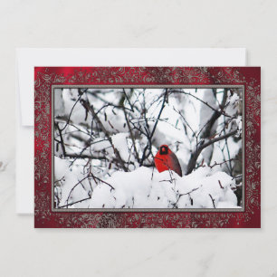 Tarjeta Festiva El cardenal Redbird Navidades de fotos de nieve pl