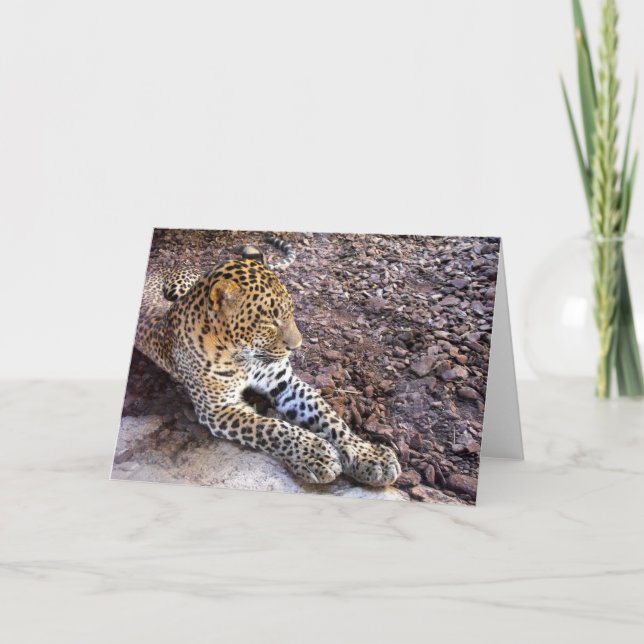 Tarjeta Festiva El leopardo en reposo (Anverso)