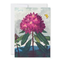 El rododendro póntico, impresión antigua