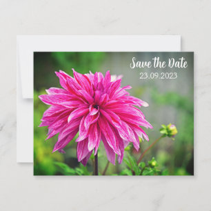 Tarjeta Festiva Elegante flor rosa de Dahlia salva la fecha