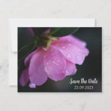 Elegante rosa rosa cerca de Dew Save the Date