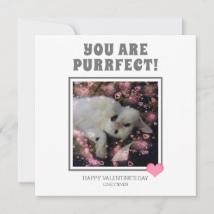 Tarjeta Festiva Eres Perfecto Divertido Valentines Cat Pun Nombre