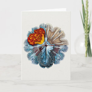 Tarjeta Festiva Ernst Haeckel Artforms Of Nature Greeting Card