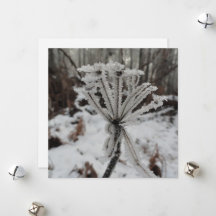 Escarcha de invierno en las plantas del bosque