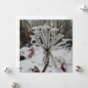 Tarjeta Festiva Escarcha de invierno en las plantas del bosque
