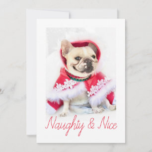 Tarjeta Festiva Estrella mascota   Fotos de perros traviesos y Per