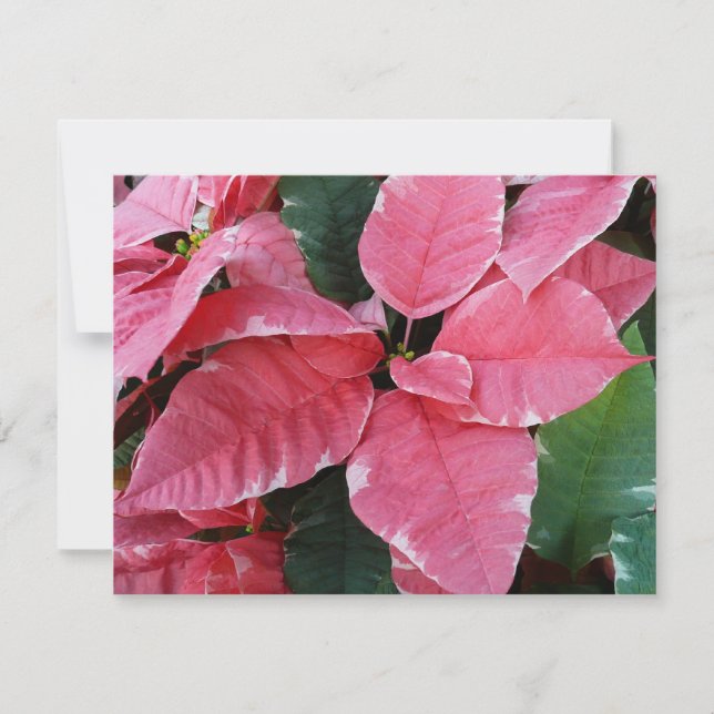 Tarjeta Festiva Estrellas de plata Mármol Poinsettias Rosadas Flor (Anverso)