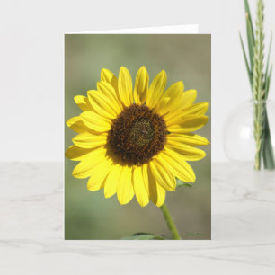 Tarjeta Festiva F47 Flor Silvestre Amarilla Girasol Anual Común