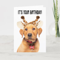 Feliz Cumpleaños Cute Lab Puppy En Oídos De Giraff