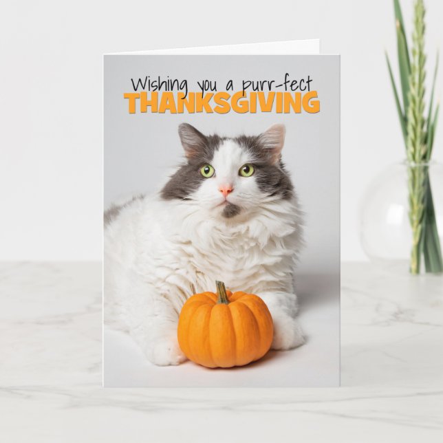 Tarjeta Festiva Feliz Día de Acción de Gracias Gato Kitty Con Cala (Anverso)