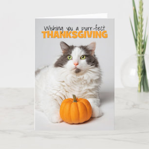 Tarjeta Festiva Feliz Día de Acción de Gracias Gato Kitty Con Cala