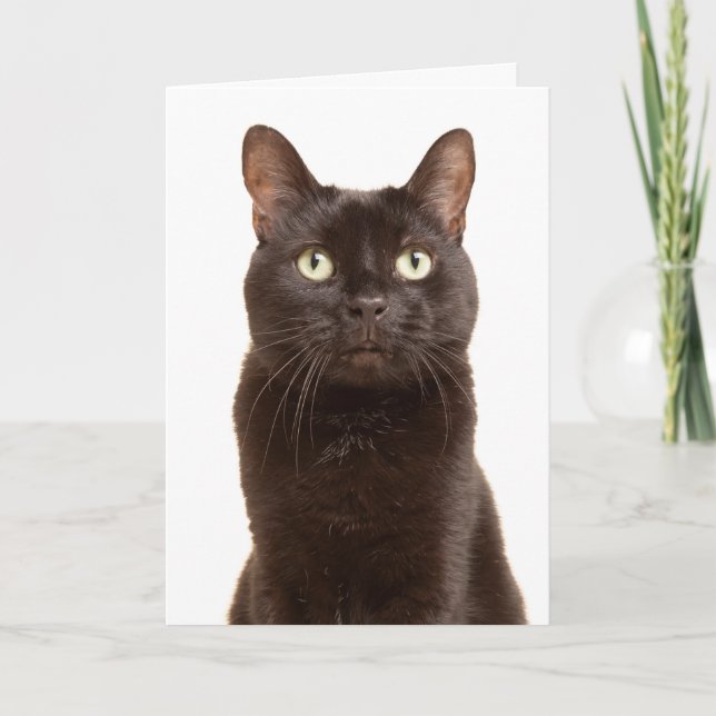 Tarjeta Festiva Feliz Día de Apreciación del Gato Negro (Anverso)