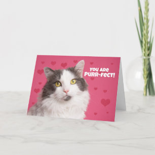 Tarjeta Festiva Feliz Día de San Valentín lindo gato con corazones
