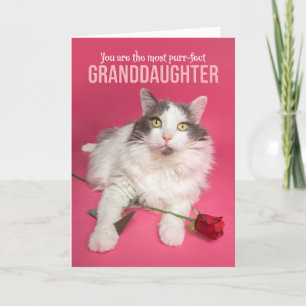 Tarjeta Festiva Feliz Día de San Valentín nieta lindo gato