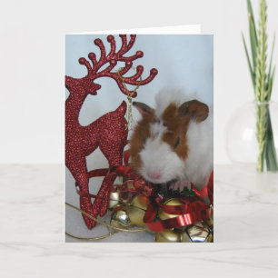 Tarjeta Festiva Feliz Navidad!  Cerdo de Guinea con reno