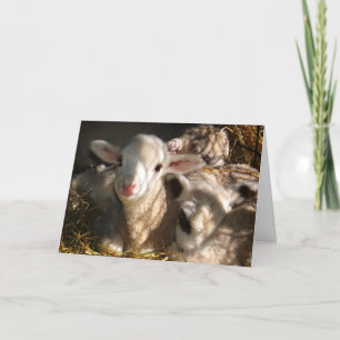 Tarjeta Festiva Feliz Pascua - Lambres de Pascua