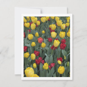 Tarjeta Festiva Festival Bowral Tulip - Bowral NSW Australia
