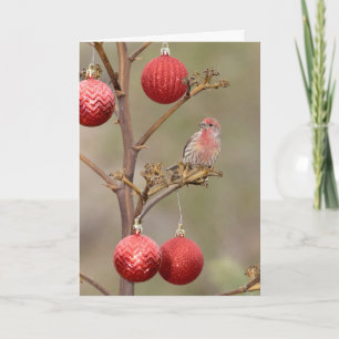 Tarjeta Festiva Finch encaramado alrededor de los adornos navideñ
